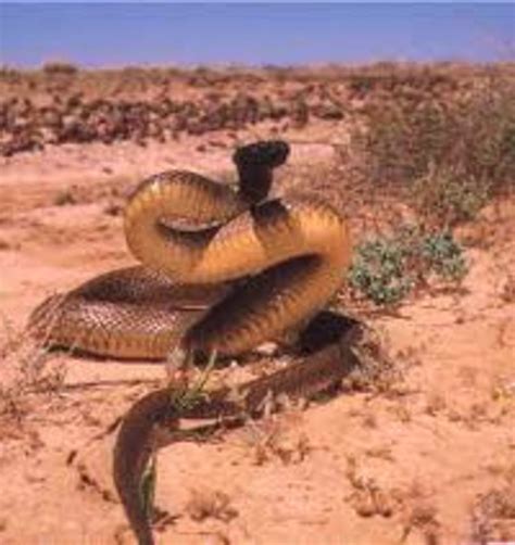 Australia, Poisonous and Venomous Spiders, Snakes and Insects | HubPages