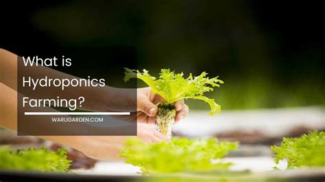 What Is Hydroponics Farming?