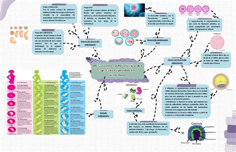 Las Mejores Ideas De Mapa Mental Desarrollo Embrionario Mapa Mental