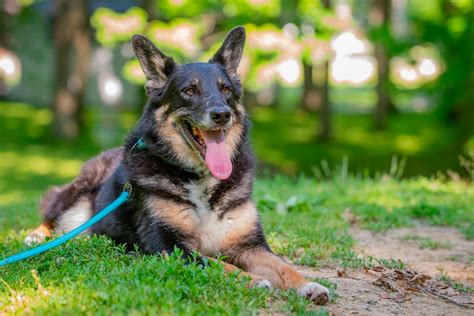 German Shepherd Australian Shepherd Mix: Spirited and Courageous