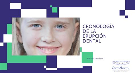 Cronolog A De La Erupci N Dental Ortodental