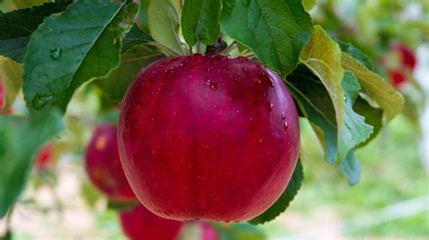 Obst Vom Baum Hier D Rft Ihr Kostenlos Pfl Cken