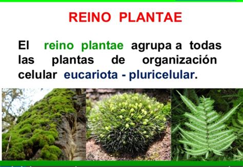 Tomidigital ClasificaciÓn Del Reino Vegetal