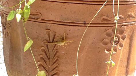 Bark Scorpion Las Vegas Nv Youtube