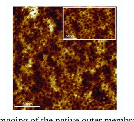 Figure 1 From Time Resolved Nanometer Scale AFM Imaging Of