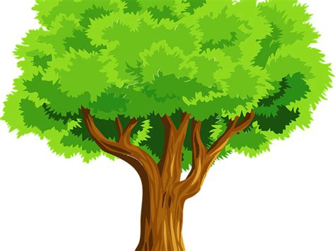 Tree Colouring Sheet Teaching Resources