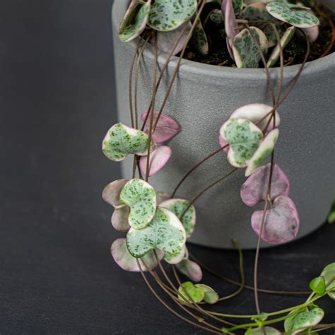 Ceropegia woodii variegata Sklep z roślinami Mała Szklarnia