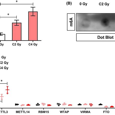 Carbonion Radiation Dosedependently Enhanced METTL3mediated M6A