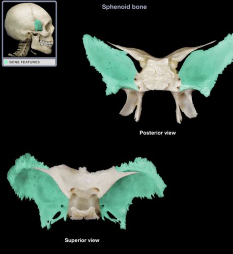 Sphenoid And Ethmoid Bones Flashcards Quizlet