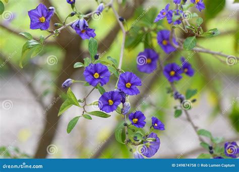 Lycianthes Rantonnetii Variegata Blue Potato Bush Royal Robe