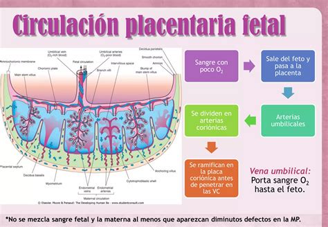 Placenta Y Membranas Fetales Ppt