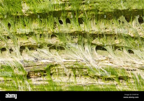 Growth Of Algae Hi Res Stock Photography And Images Alamy