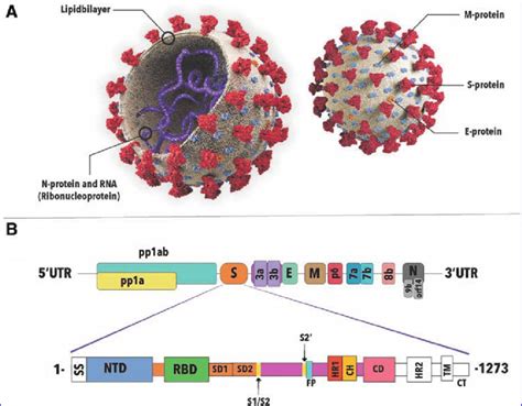 Virion structure and genome composition of SARS-CoV-2 virus. 187 (A ...