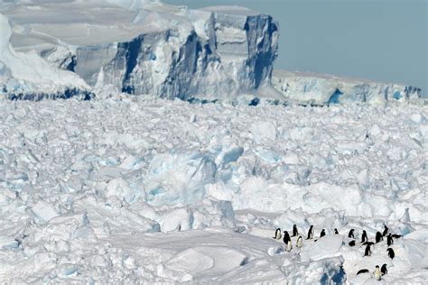 Researchers Shocked to Find Antarctic Penguins Much Happier With Less ...