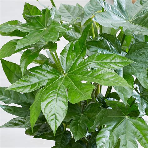 Buy Fatsia Japonica Japanese Aralia Fatsia Japonica Japanese Aralia