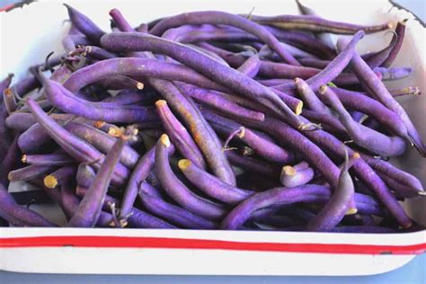 Purple Snap Beans