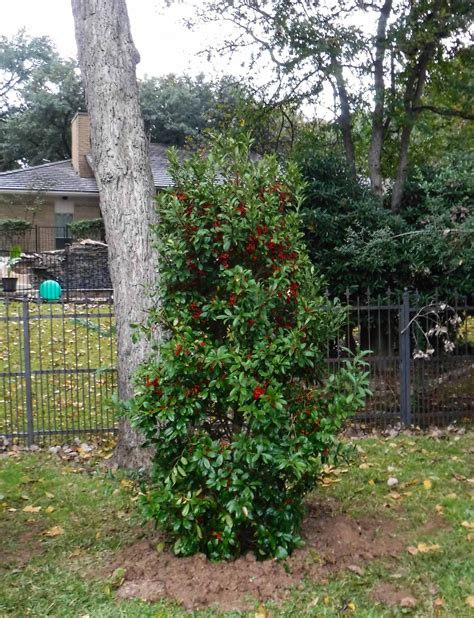 Eagleston Holly Dallas Texas Treeland Nursery Backyard Small