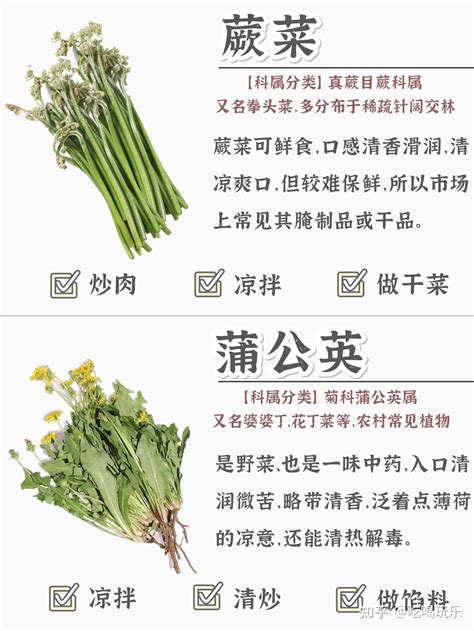 常见野菜的区别和做法 ，春天赶紧安排起来～ 知乎