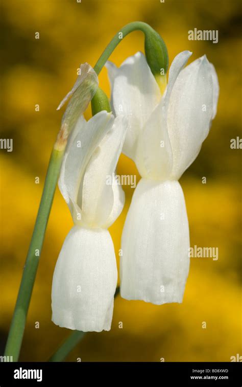 Angel Tears Daffodil Hi Res Stock Photography And Images Alamy