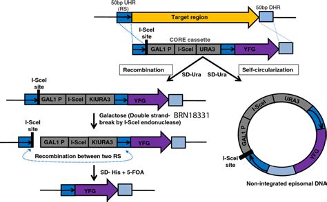 Brief Outline Of Trec And Background Formation The Gene To Be Inserted