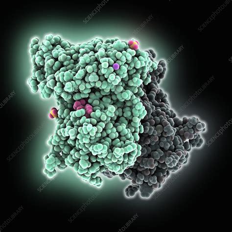 Galactokinase Complexed With Inhibitor Molecular Model Stock Image