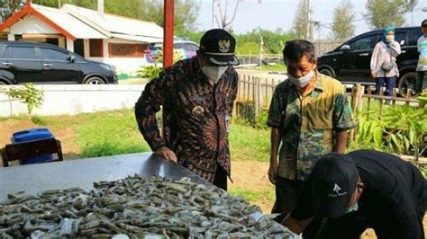 Sektor Pertanian Kehutanan Dan Perikanan Jadi Tulang Punggung Laju