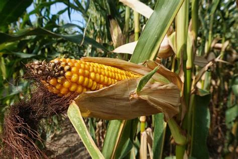 Maize Seed Germination (Corn), Time Period, Procedure | Agri Farming