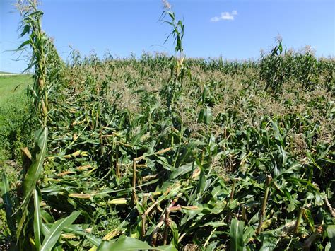 Corn Rootworm Damage – Integrated Pest and Crop Management – UW–Madison