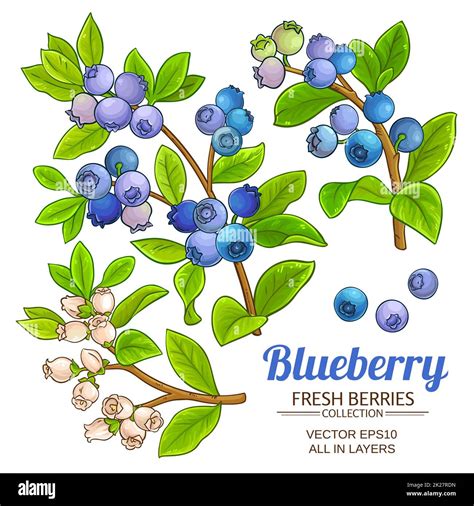 Blueberry Plant Vector Set On White Background Stock Photo Alamy