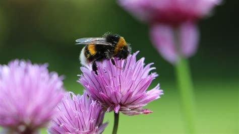 White Tailed Bumblebees Learn To Attract These Bees To Your Garden