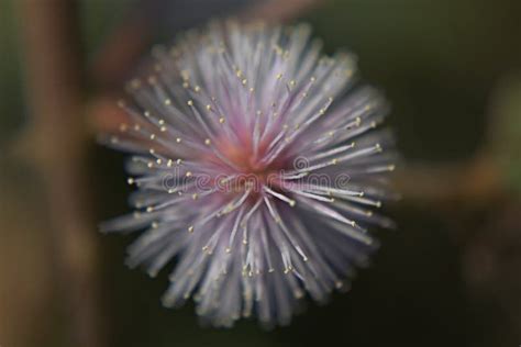 A Flower Or An Explosion Stock Image Image Of Flower 114017937