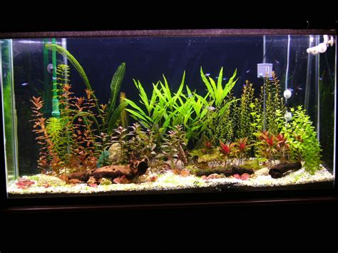 Aquarium Plants - Real or Artificial?