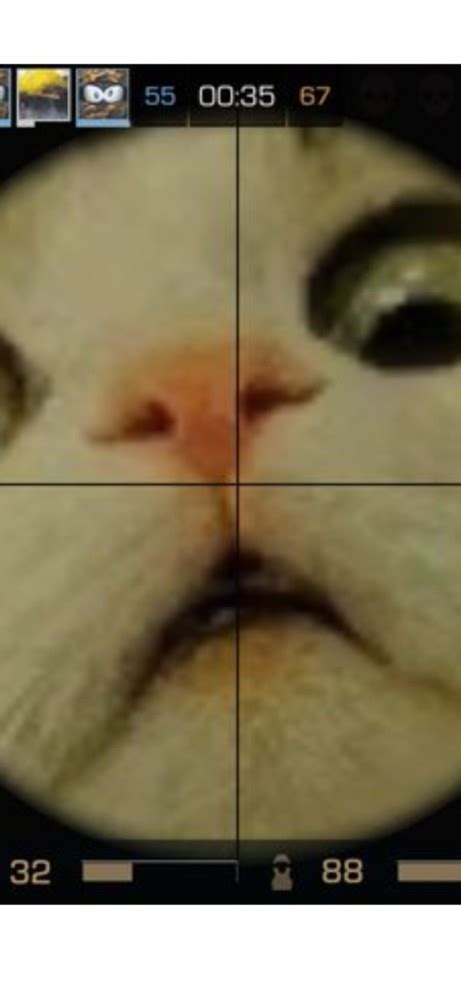 Create meme "cat, cat, nose cats" - Pictures - Meme-arsenal.com