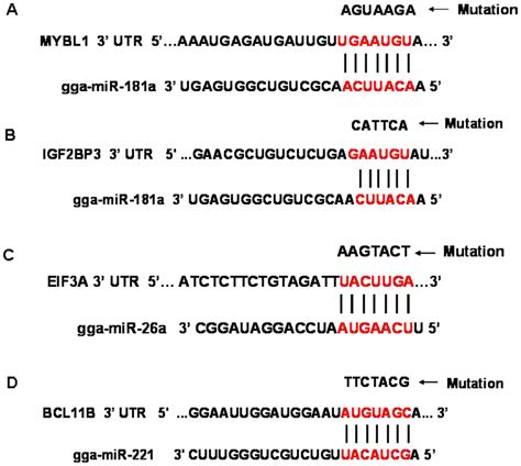 Schema Of Mirna Binding Sites In Corresponding Utr Sequence Of