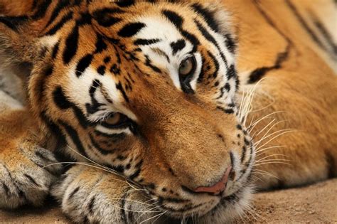 The Tigress | Wild animals pictures, Beautiful cats, Animals wild