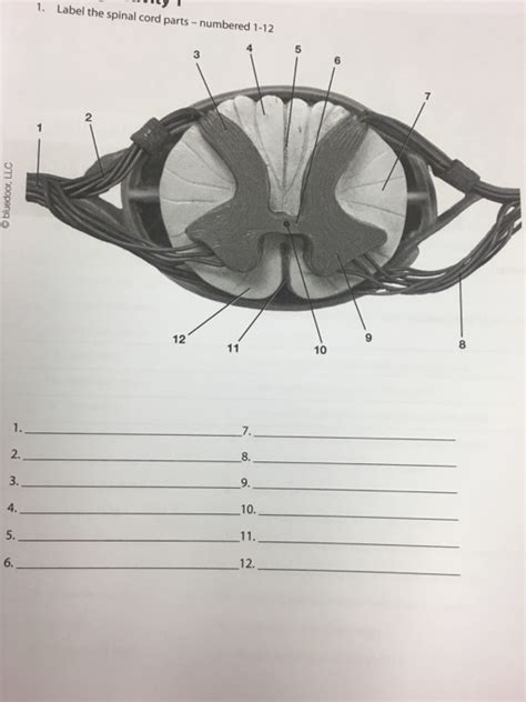 Solved Label The Spinal Cord Parts Numbered 1 12