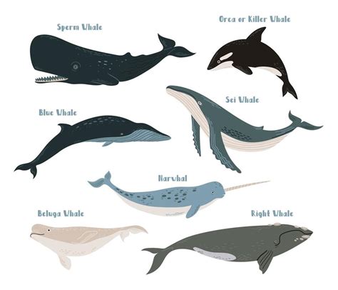 Underwater Cartoon Ocean Underwater Big Blue Whale Types Of Whales