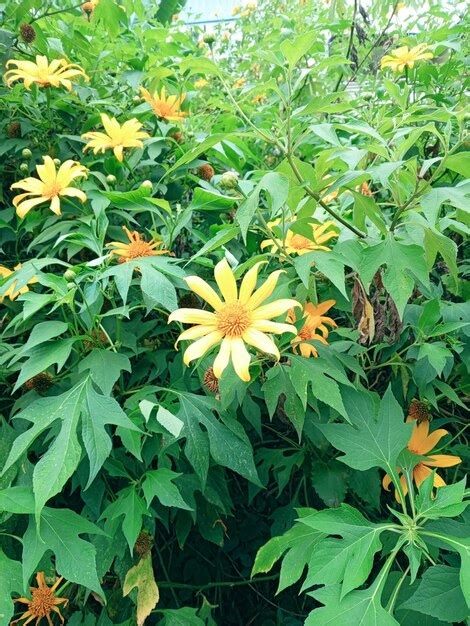 Una flor amarilla con un centro amarillo está rodeada de hojas verdes