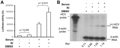 Hcv Replicon Cells Were Cultured In A 24 Or 6 Well Plate In The Download Scientific Diagram