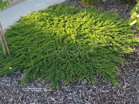 Можжевельник горизонтальный Принц Уэльский: купить саженцы Juniperus ...