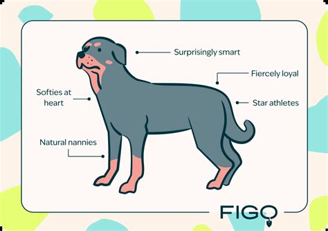 Rottweilers: The Good, the Bad, the Ugly