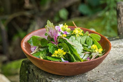 Lambsquarters Recipes