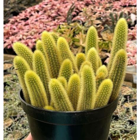 Jual Kaktus Cleistocactus Ekor Tupai Shopee Indonesia