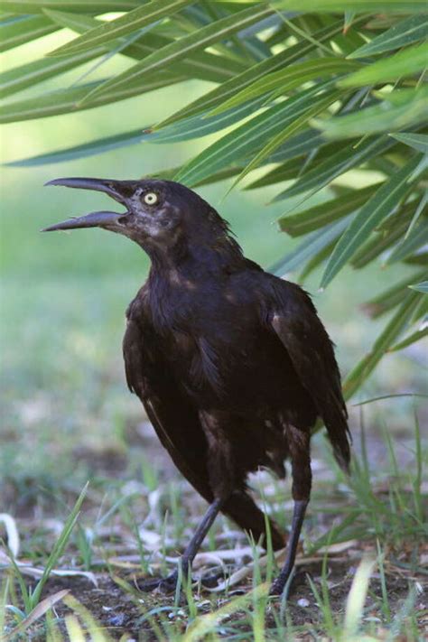 What You Need To Know About Grackles Texas Worst Bird Houston Chronicle