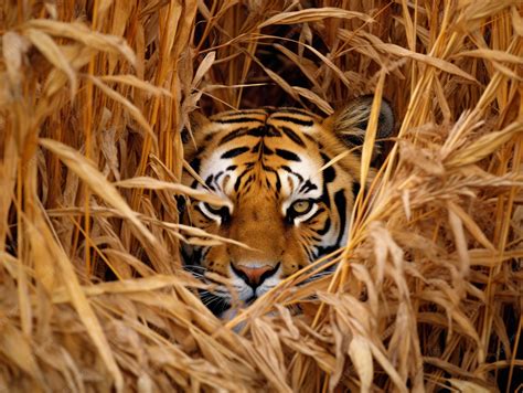 Premium AI Image | tiger hiding in tall grass
