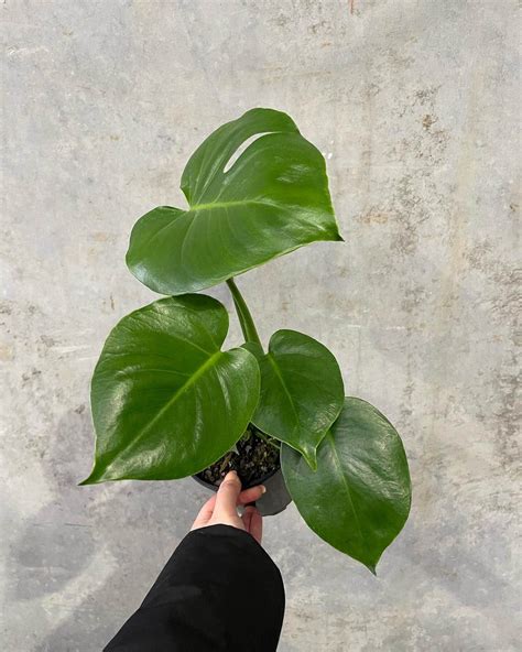 Monstera Deliciosa Small - Gippsland Indoor Plants