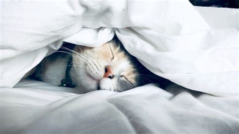 20 Cute Cat Sleeping Positions & What They Mean - ZumVet Blog