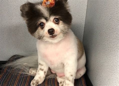 Pomeranian Archives - Wags To Riches Dog Grooming