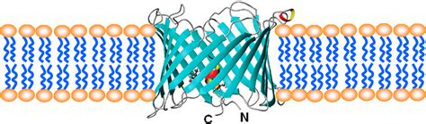 Voltage Dependent Anion Channel Vdac Or Mitochondrial Porin Is