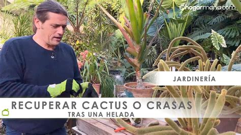 RECUPERAR Un CACTUS O PLANTA CRASA Tras Una Helada Os Lo Cuenta